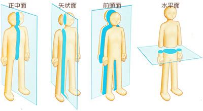 胸部位置|人体の区分と方向 